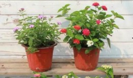 重庆爆料年轻人视频最新,揭秘城市生活新现象