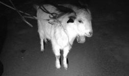 小羊最新爆料,揭秘娱乐圈幕后真相