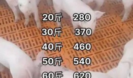 猪价情况最新爆料,最新爆料揭示市场动态与趋势