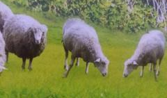 小羊最新爆料视频大全播放,精彩瞬间尽收眼底