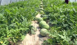 汾阳吃瓜最新事件爆料,揭秘背后惊人真相